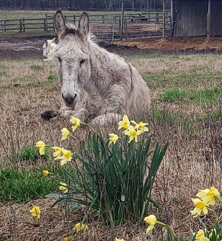 Crossroads Donkey Rescue