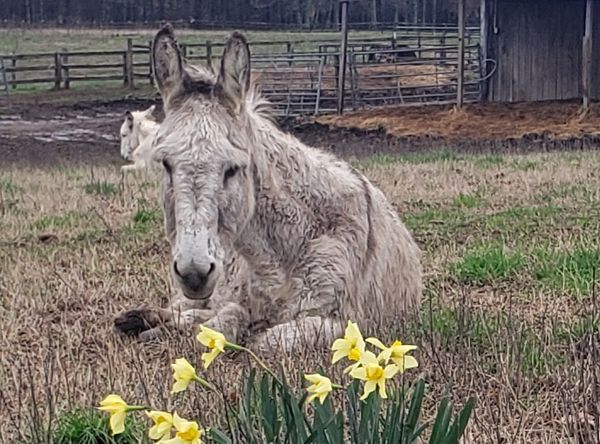 Crossroads Donkey Rescue
