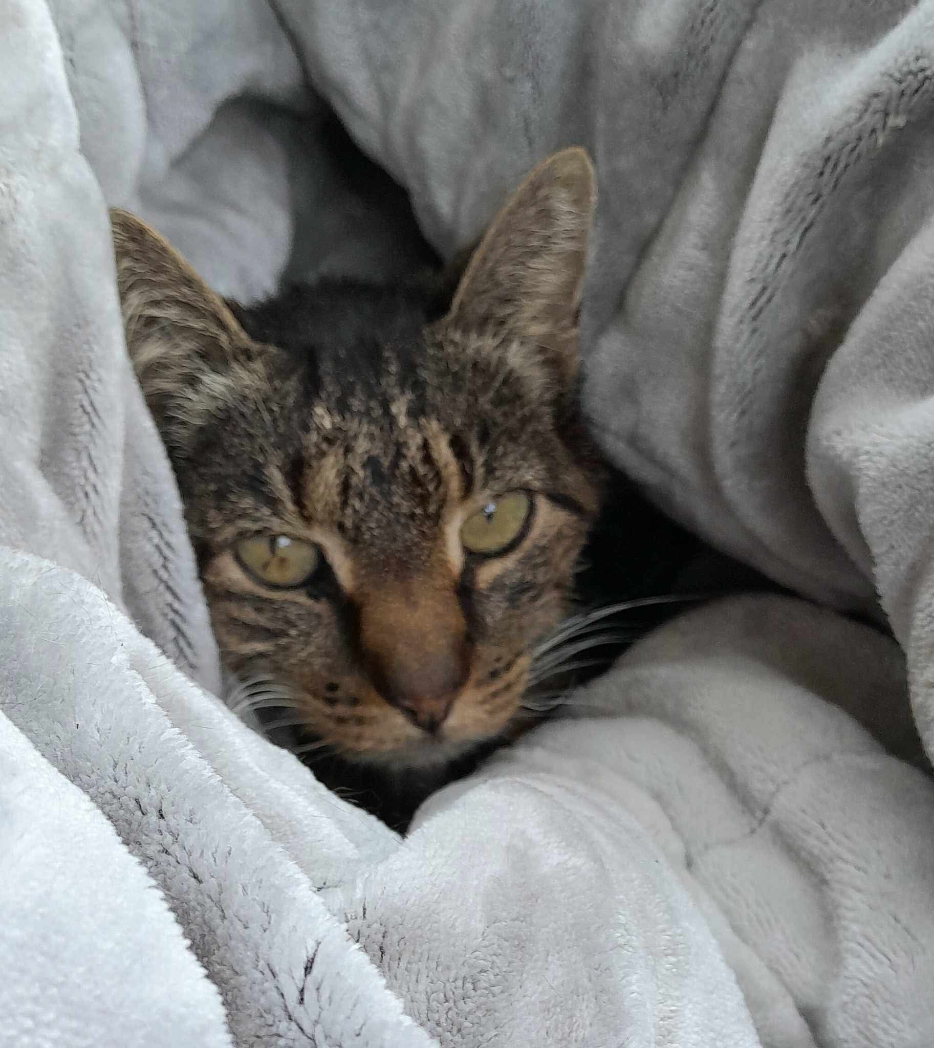 Cat Rescue Lake Macquarie Inc