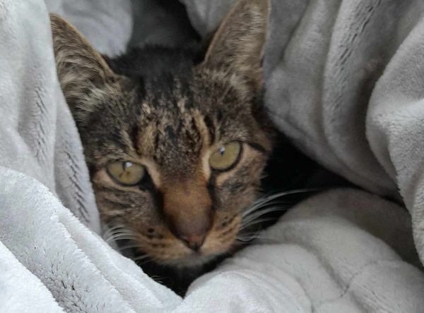 Cat Rescue Lake Macquarie Inc