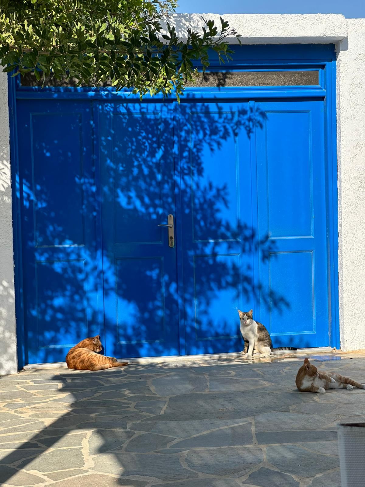 Greek Cat Welfare Society U.K.