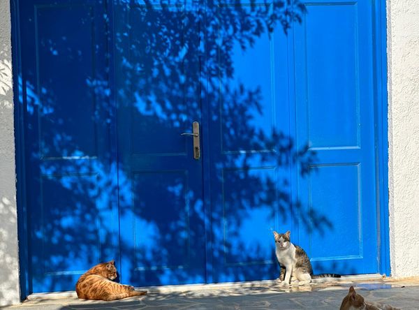 Greek Cat Welfare Society U.K.