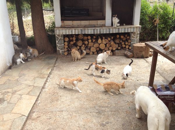 Greek Cat Welfare Society U.K.