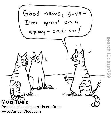 Greek Cat Welfare Society U.K.