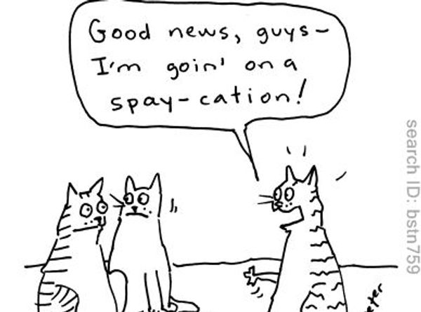 Greek Cat Welfare Society U.K.