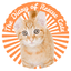 The Diary of Rescue Cats