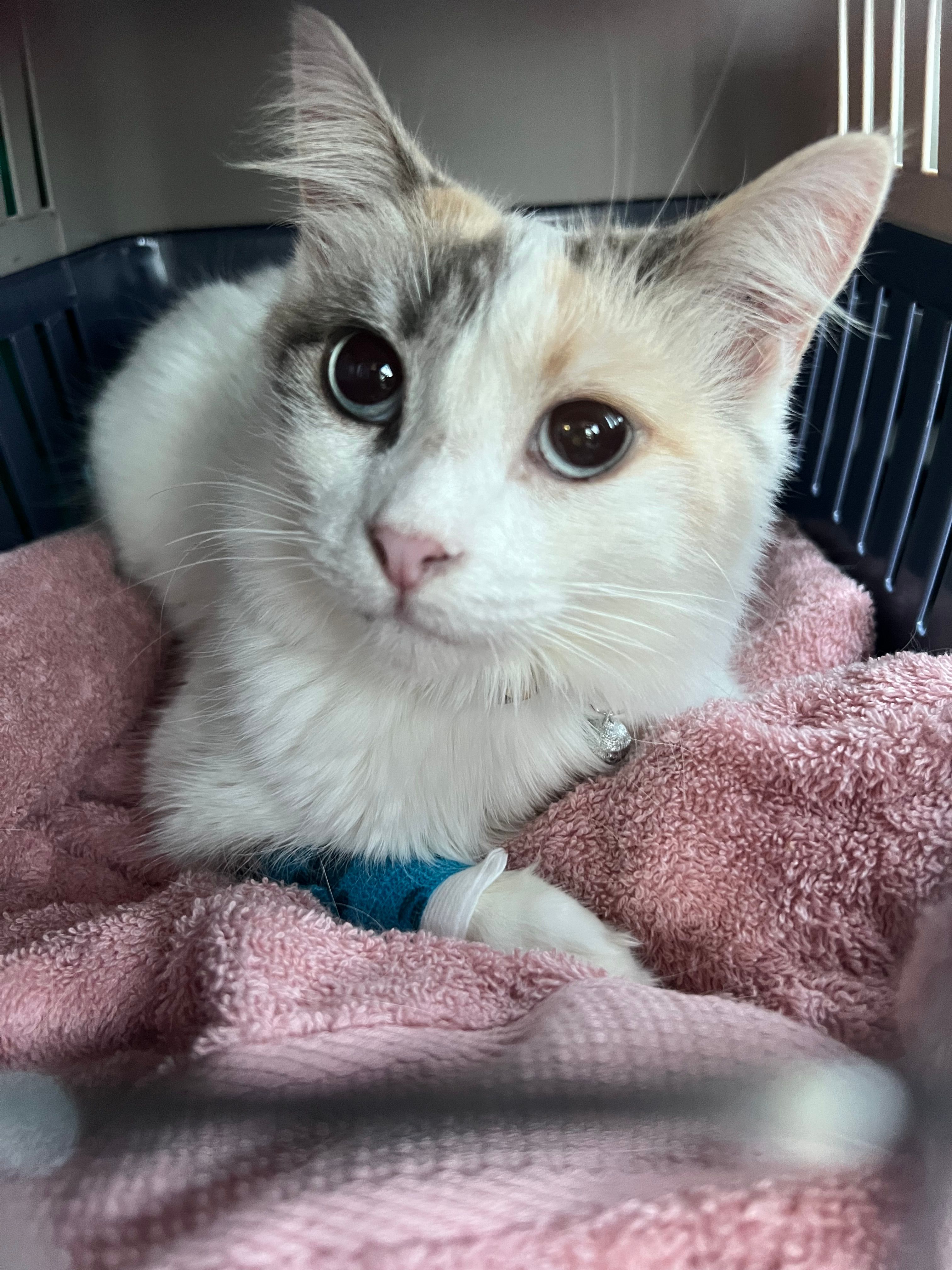 The Diary of Rescue Cats