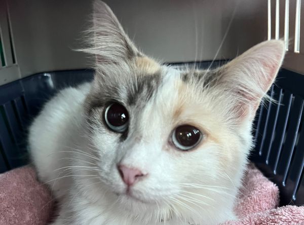 The Diary of Rescue Cats