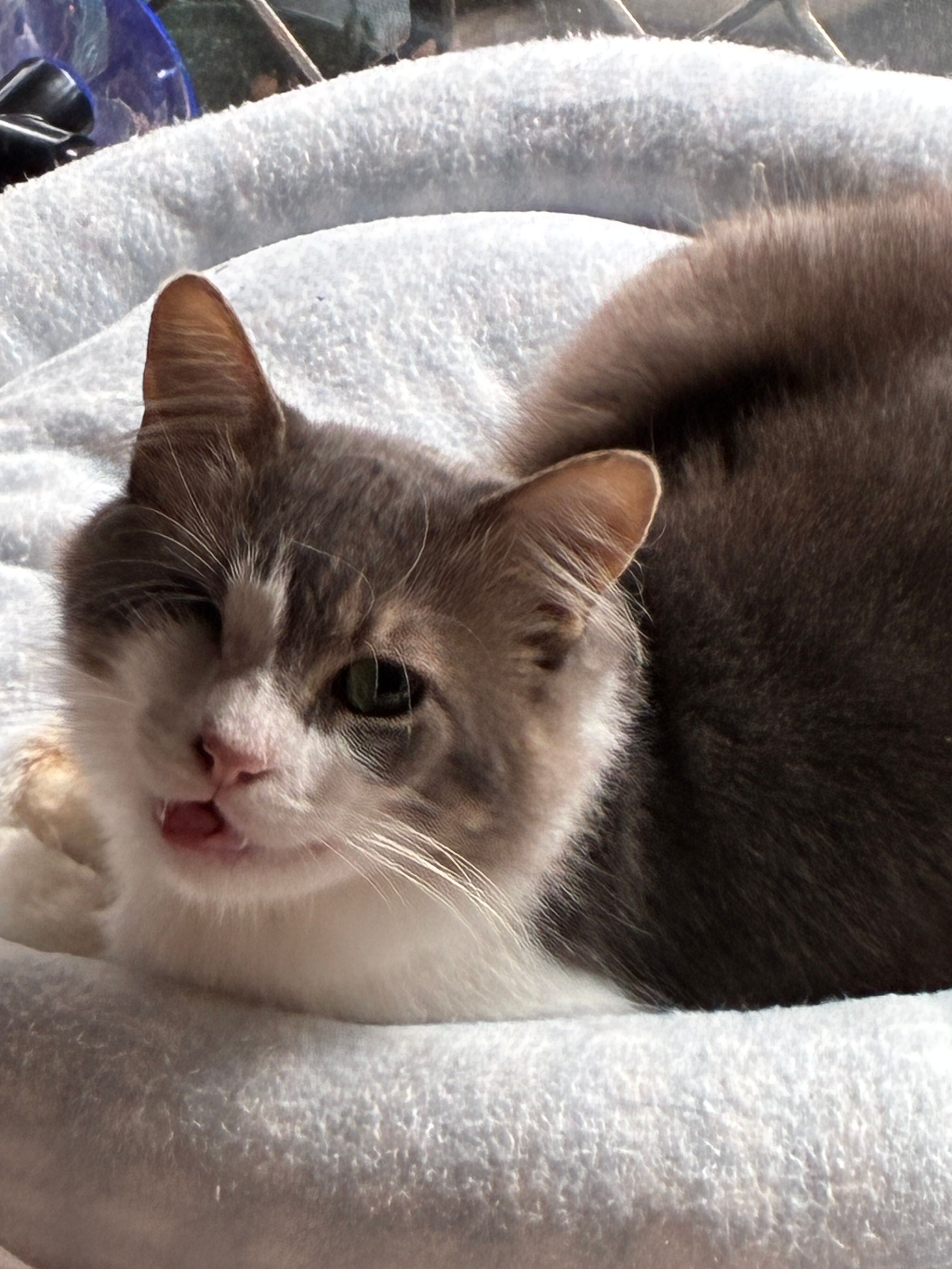 The Diary of Rescue Cats