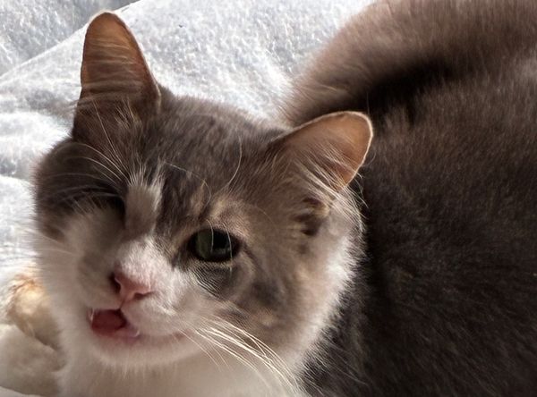 The Diary of Rescue Cats
