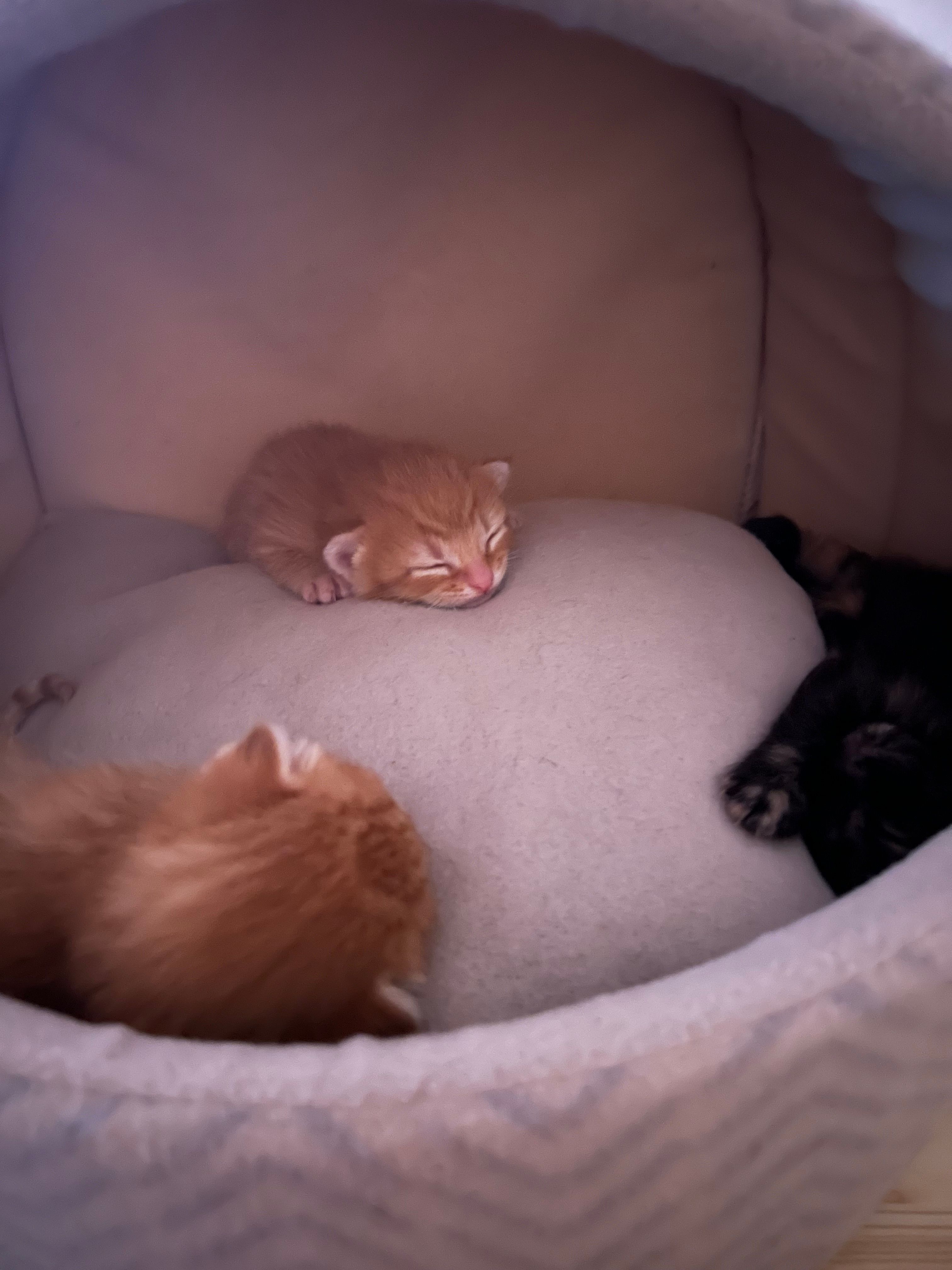 The Diary of Rescue Cats