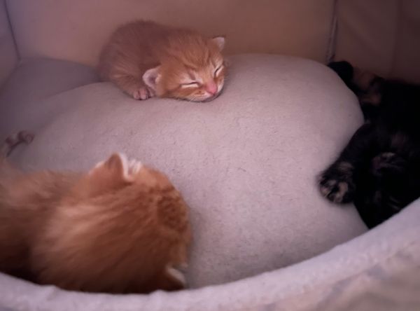 The Diary of Rescue Cats