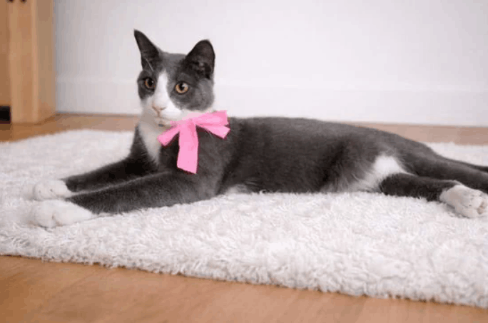 Angel-Paws Inc.