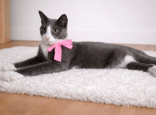 Angel-Paws Inc.