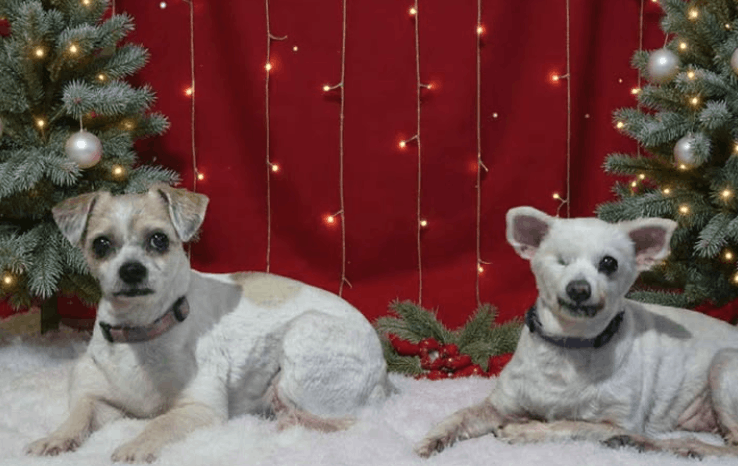 Angel-Paws Inc.
