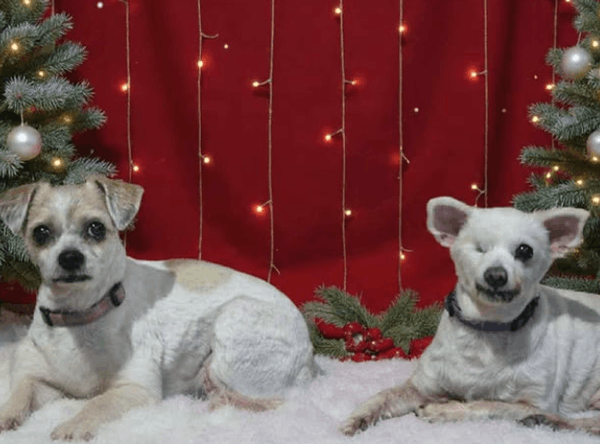 Angel-Paws Inc.