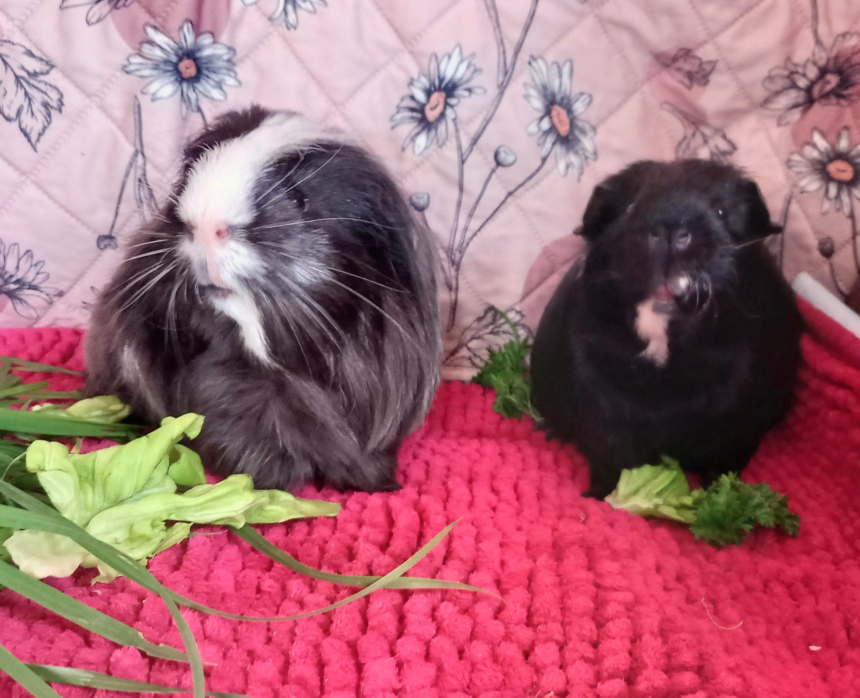 Sandy's Guinea pig Sanctuary/Rescue