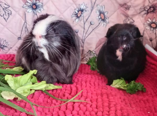 Sandy's Guinea pig Sanctuary/Rescue