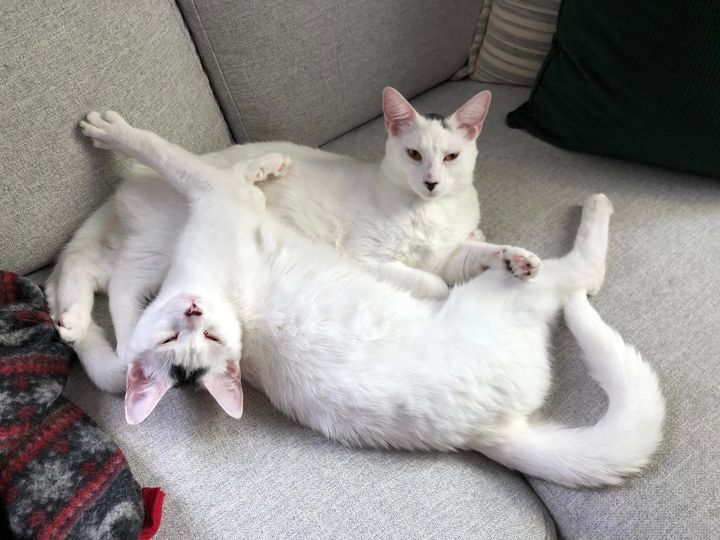Arnprior Regional Cat Rescue Canada