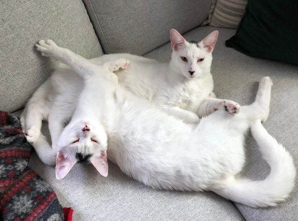 Arnprior Regional Cat Rescue Canada