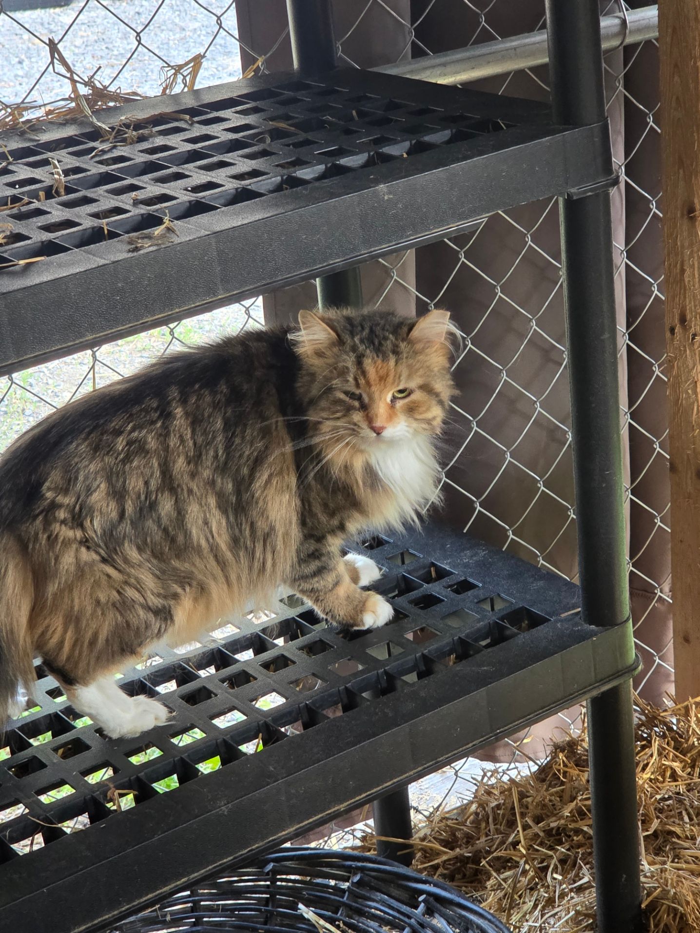 Arnprior Regional Cat Rescue Canada