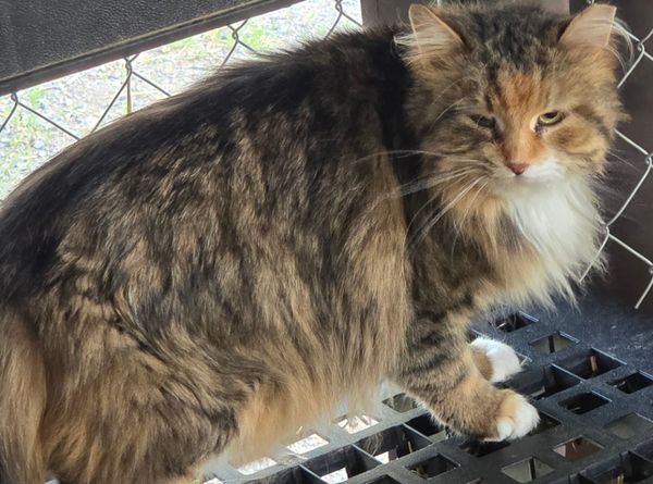 Arnprior Regional Cat Rescue Canada