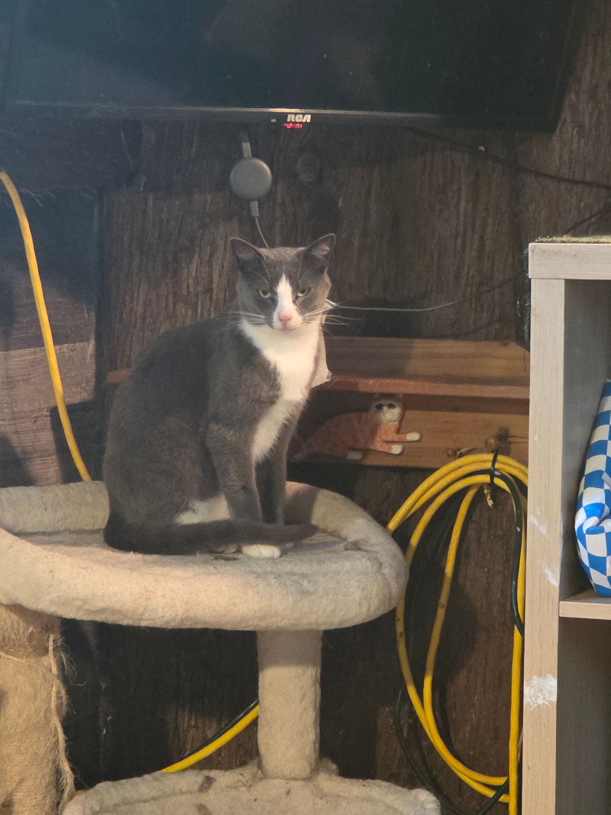 Arnprior Regional Cat Rescue Canada
