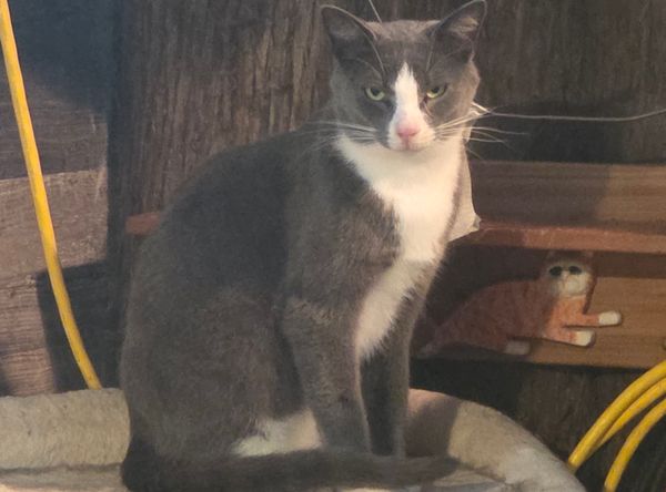 Arnprior Regional Cat Rescue Canada