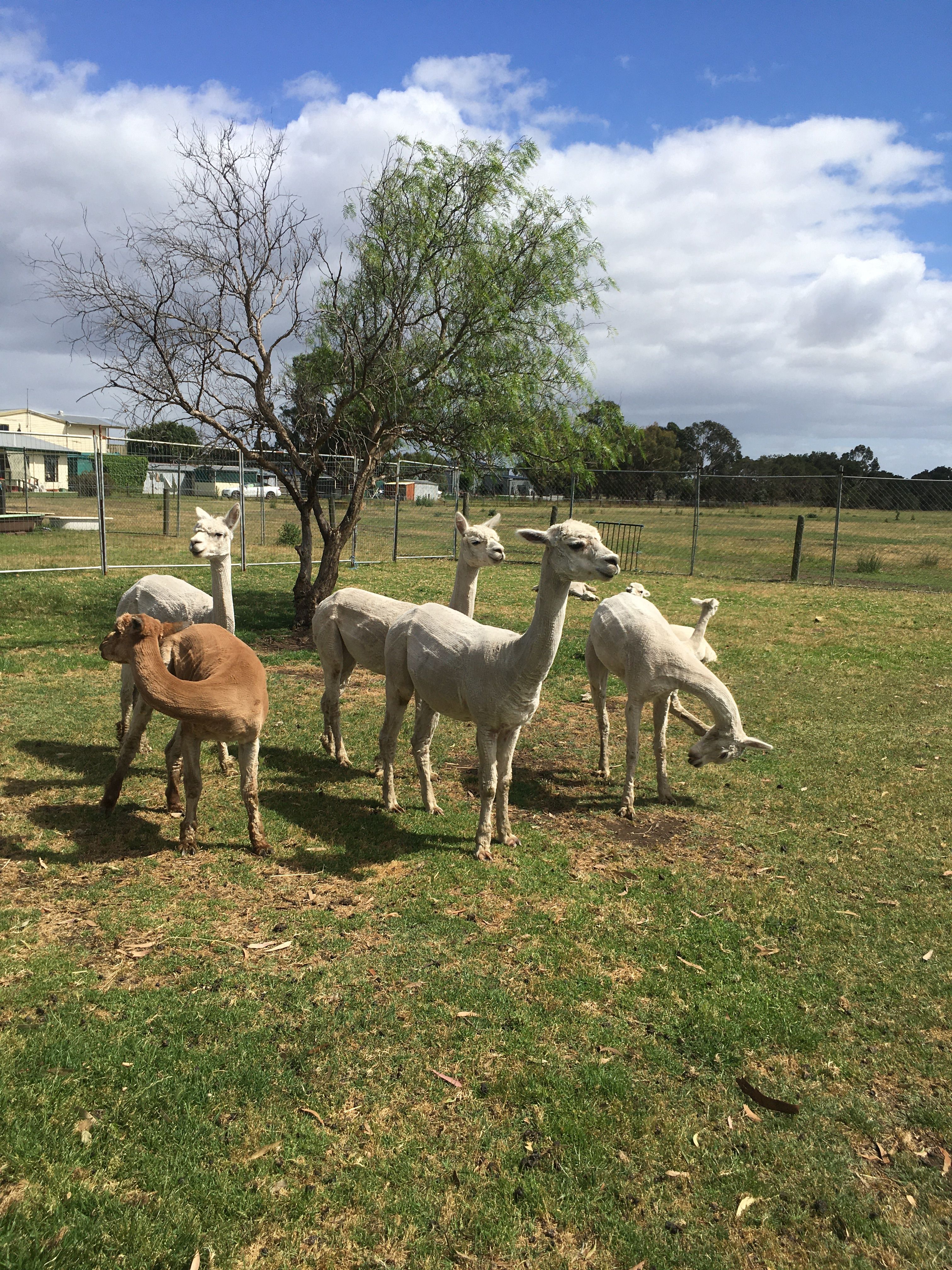 ELBETHEL FARM SANCTUARY INC