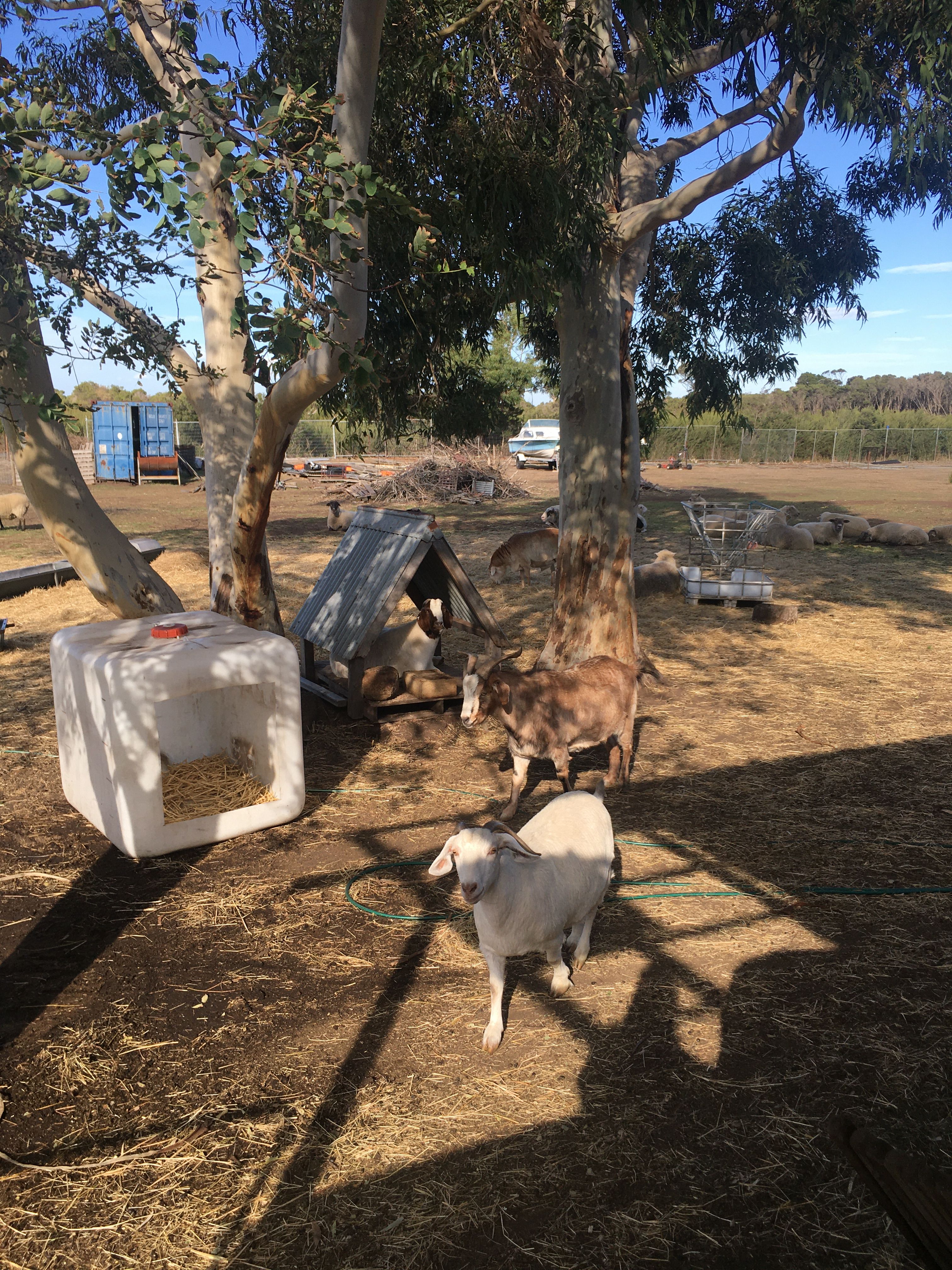 ELBETHEL FARM SANCTUARY INC