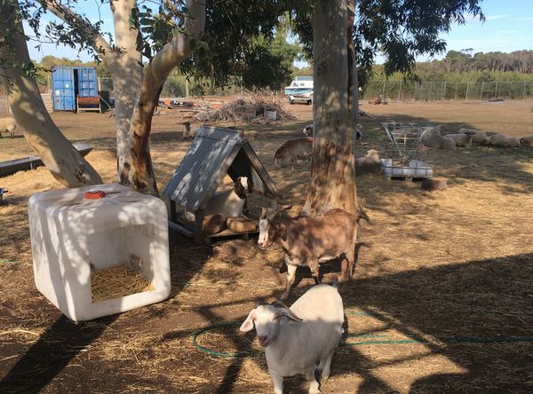 ELBETHEL FARM SANCTUARY INC