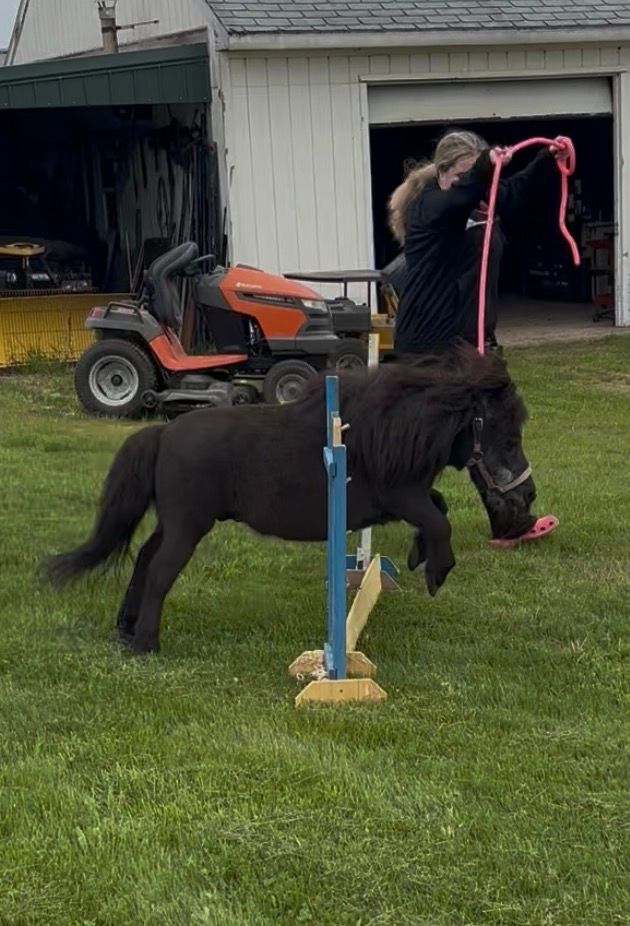 Impact Horse - Connecting Humans and Horses