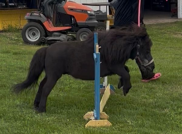 Impact Horse - Connecting Humans and Horses