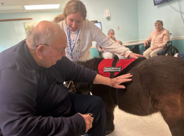 Impact Horse - Connecting Humans and Horses