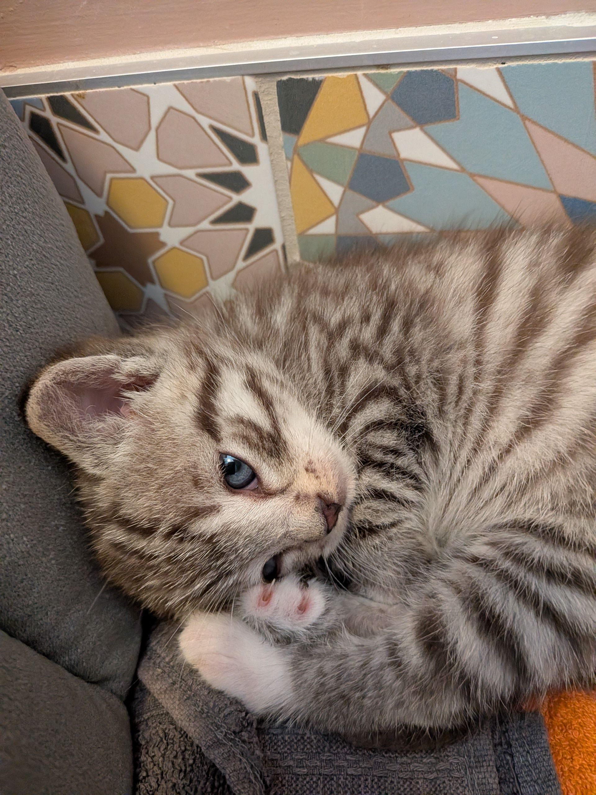 Cats Trust Adoption and Protection