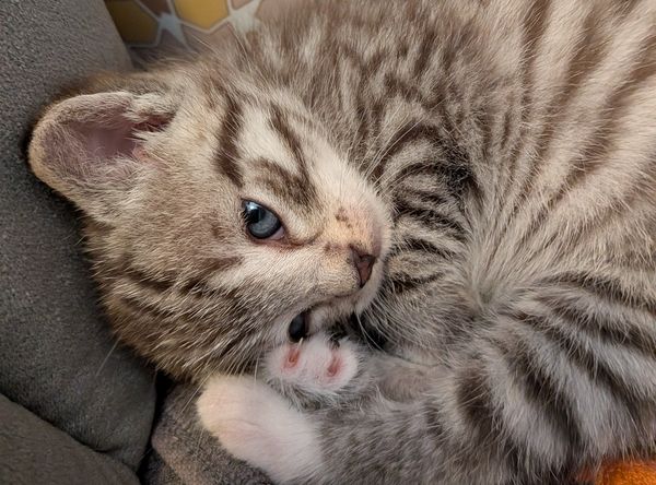 Cats Trust Adoption and Protection