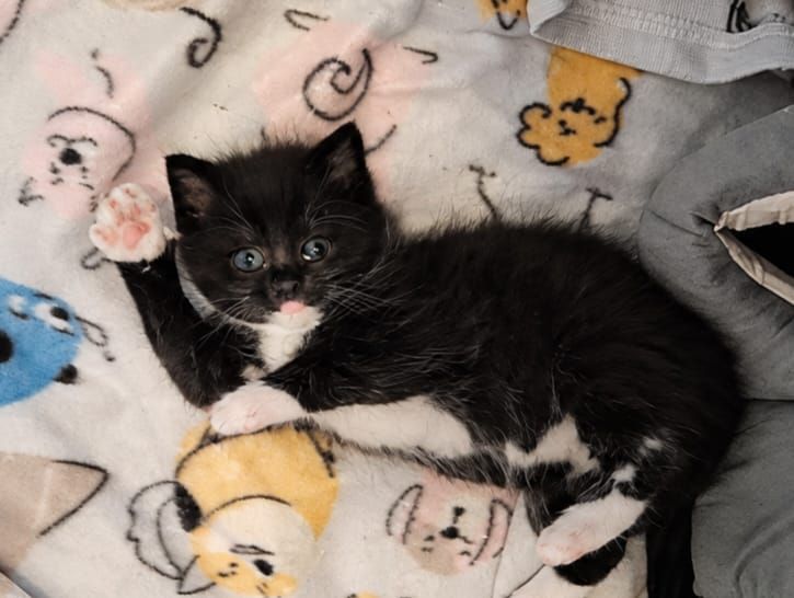 Cats Trust Adoption and Protection