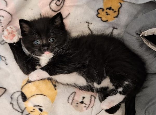 Cats Trust Adoption and Protection