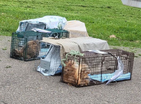 Potter County Animal Assistance Project