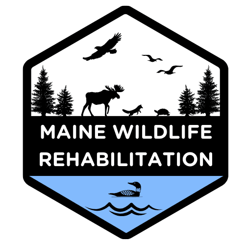 Maine Wildlife Rehabilitation
