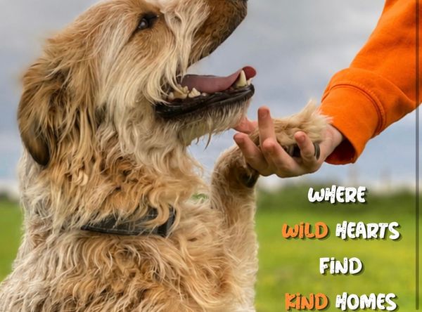The Wild Kind Dog Rescue