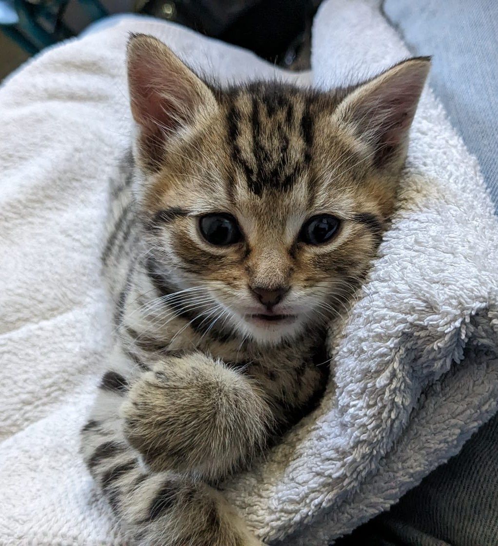 WISH Kitties