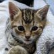 WISH Kitties