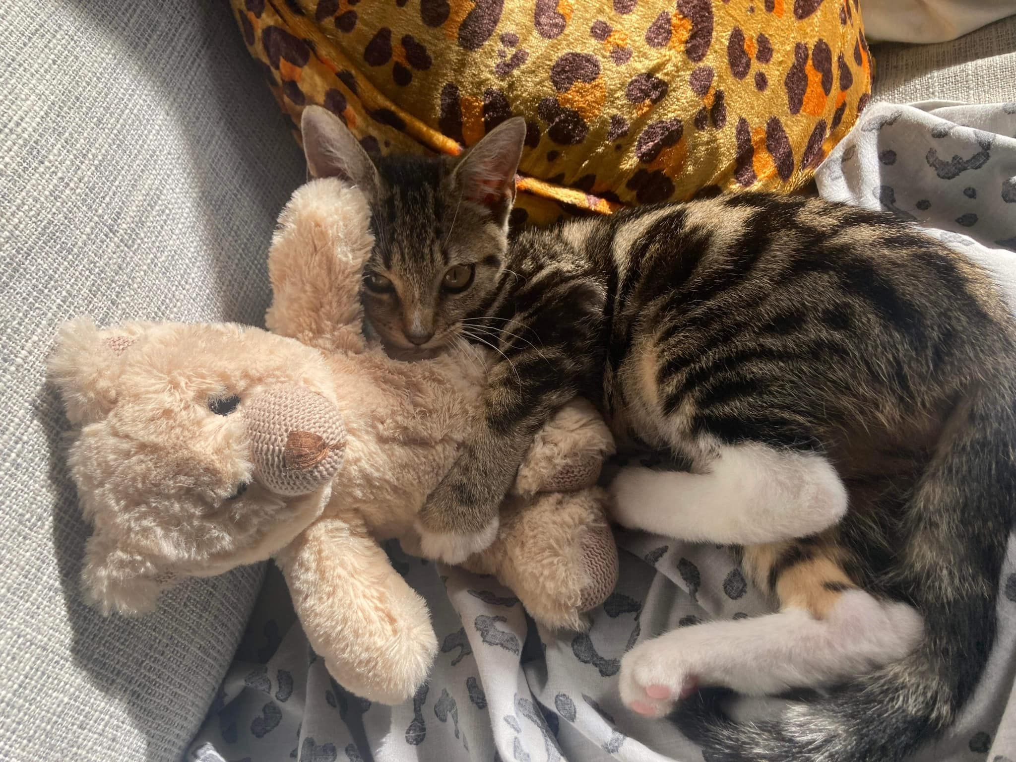WISH Kitties