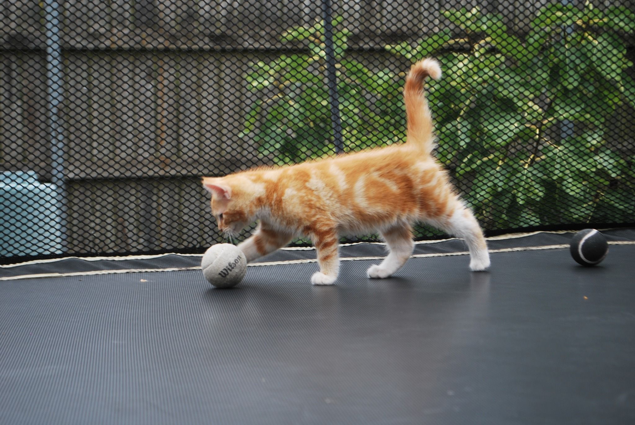 WISH Kitties