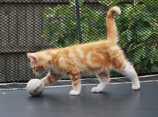 WISH Kitties