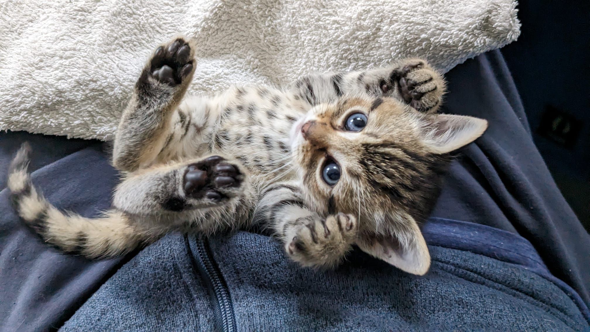 WISH Kitties