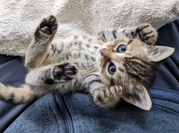 WISH Kitties