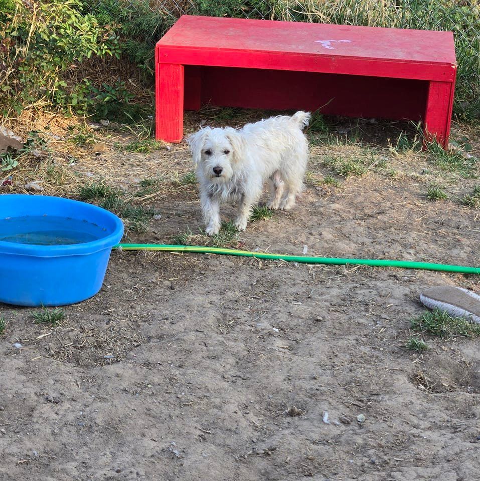 Teresa's Cat and Dog Rescue