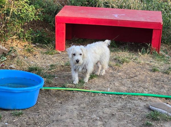 Teresa's Cat and Dog Rescue